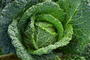 cabbage for soup weird diet fads